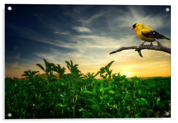 Little yellow bird in the green field Acrylic by Dejan Travica