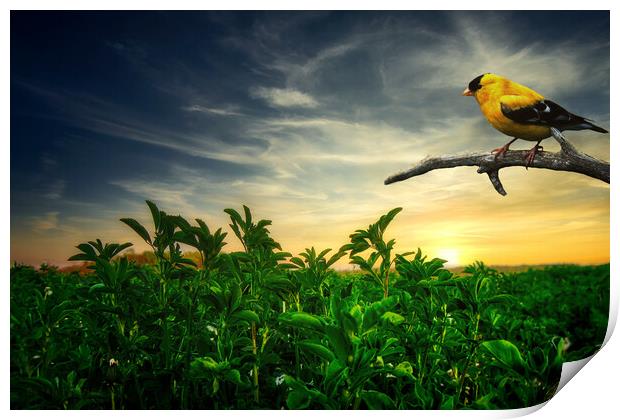 Little yellow bird in the green field Print by Dejan Travica