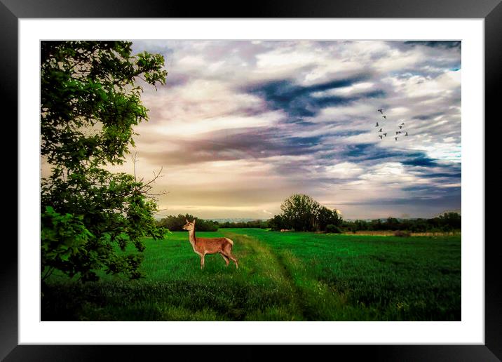 Doe in the field Framed Mounted Print by Dejan Travica