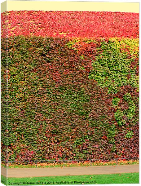 Autumn ivy wall Canvas Print by Jasna Buncic