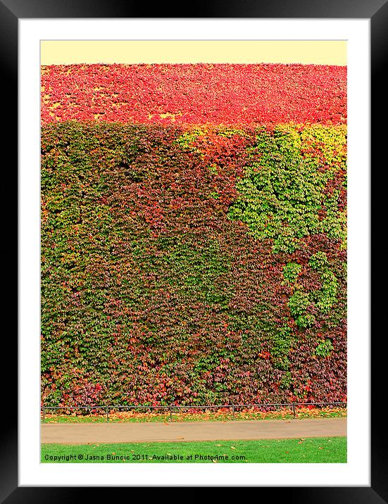 Autumn ivy wall Framed Mounted Print by Jasna Buncic