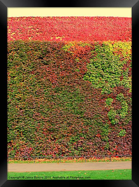 Autumn ivy wall Framed Print by Jasna Buncic