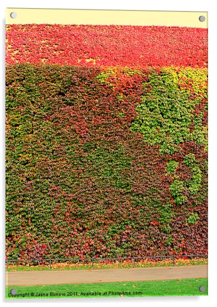 Autumn ivy wall Acrylic by Jasna Buncic