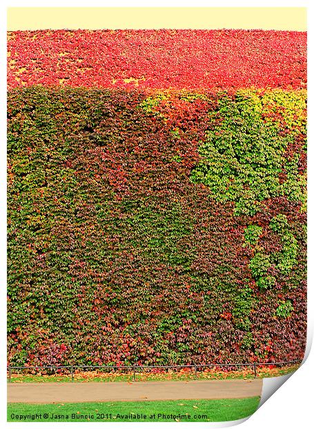 Autumn ivy wall Print by Jasna Buncic