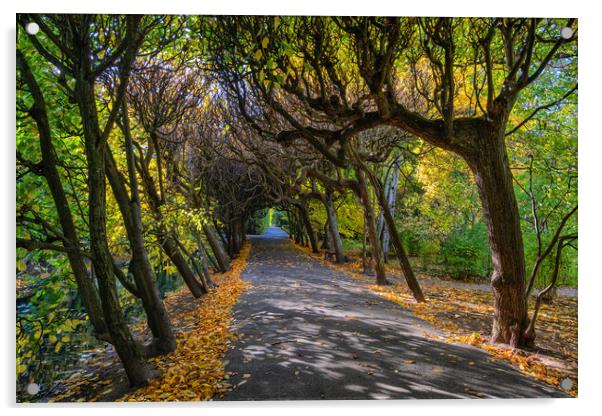 Tree Tunnel In Oliwa Park In Gdansk Acrylic by Artur Bogacki