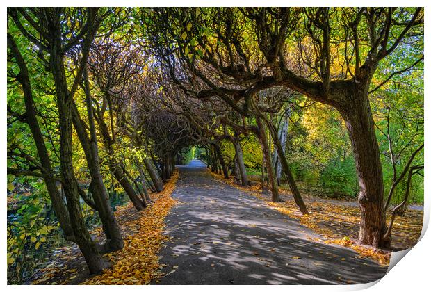 Tree Tunnel In Oliwa Park In Gdansk Print by Artur Bogacki