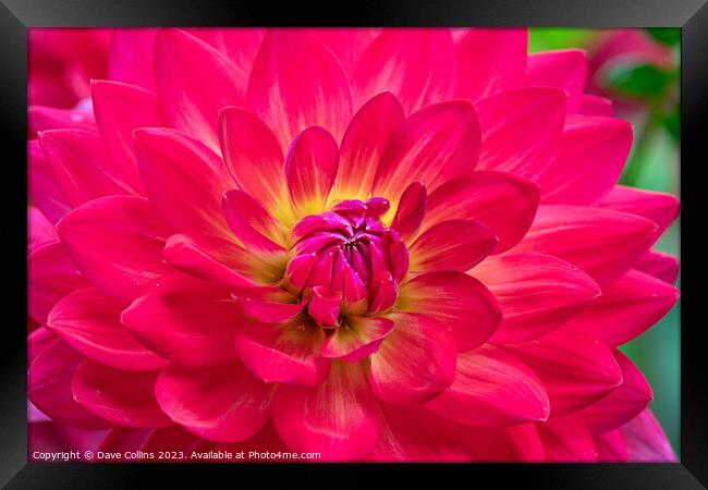 Vibrant pink Waterlily dahlia in bloom Framed Print by Dave Collins