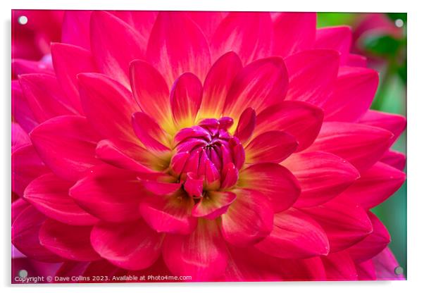 Vibrant pink Waterlily dahlia in bloom Acrylic by Dave Collins