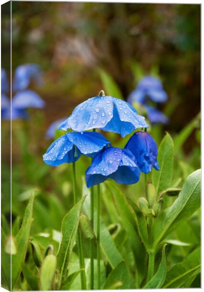 Himalayan Blue Poppy Meconopsis Slieve Donard Canvas Print by Artur Bogacki