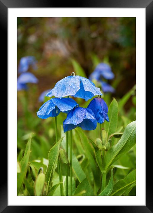 Himalayan Blue Poppy Meconopsis Slieve Donard Framed Mounted Print by Artur Bogacki