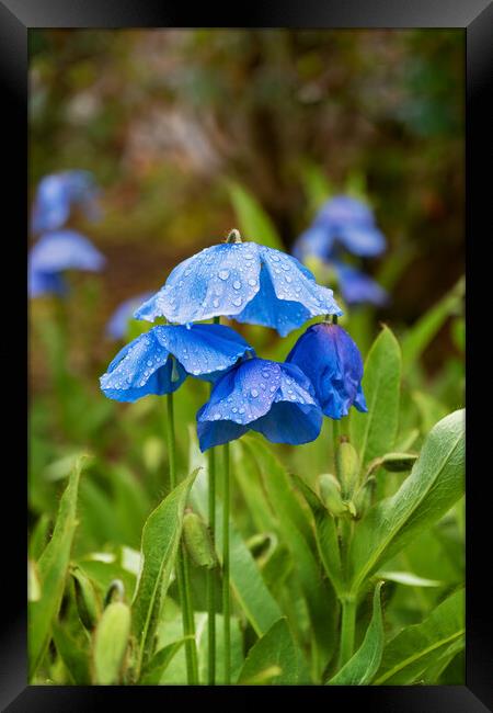 Himalayan Blue Poppy Meconopsis Slieve Donard Framed Print by Artur Bogacki