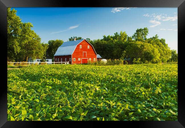 Soybean Field and Red Barn Framed Print by Dave Reede