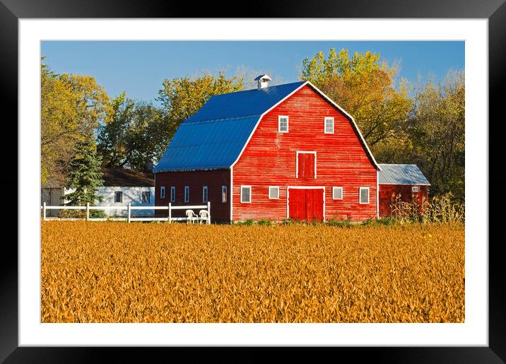 Mature Soybean Field in Front of Red Barn Framed Mounted Print by Dave Reede