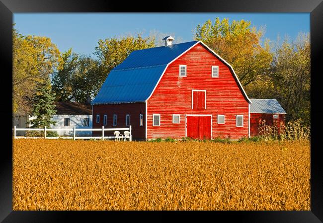 Mature Soybean Field in Front of Red Barn Framed Print by Dave Reede