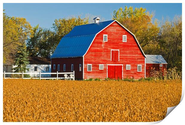 Mature Soybean Field in Front of Red Barn Print by Dave Reede