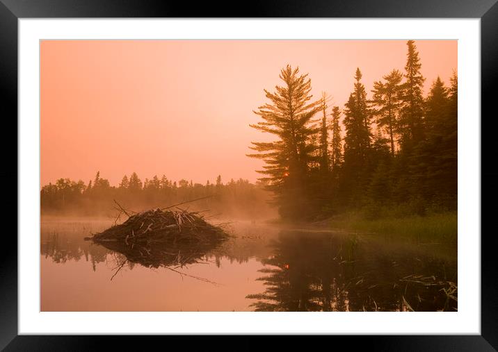 Beaver Lodge Framed Mounted Print by Dave Reede