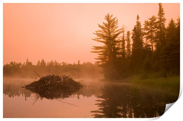 Beaver Lodge Print by Dave Reede