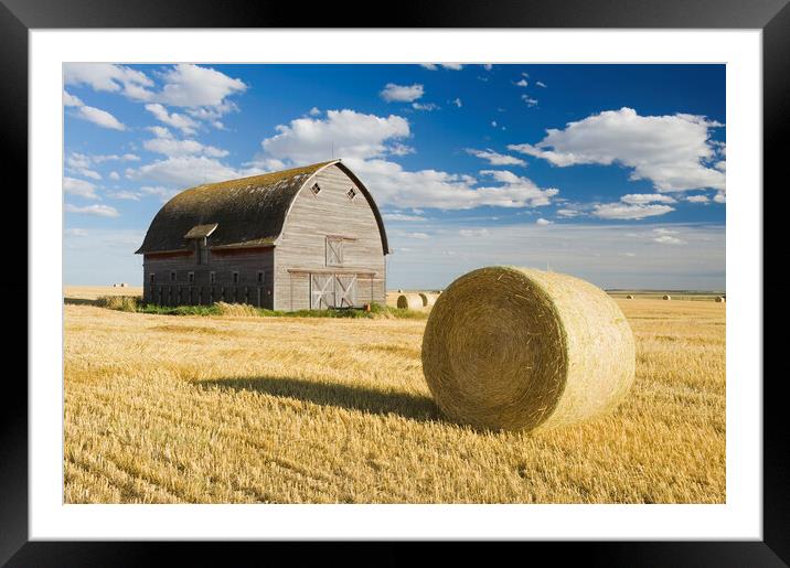 old barn and round durum wheat straw bales Framed Mounted Print by Dave Reede