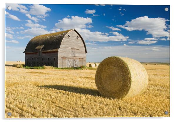 old barn and round durum wheat straw bales Acrylic by Dave Reede
