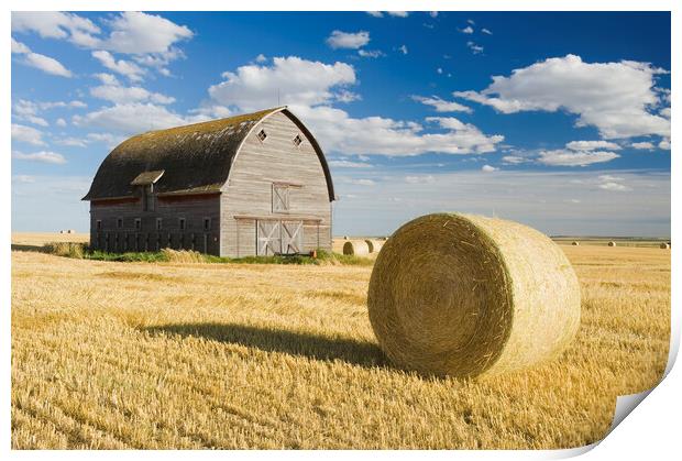 old barn and round durum wheat straw bales Print by Dave Reede