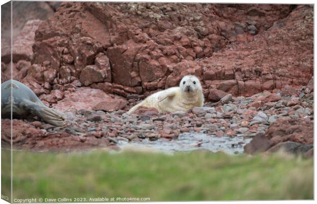 Grey Seal pup on the rocky beach at St Abbs Head, Scotland, UK Canvas Print by Dave Collins