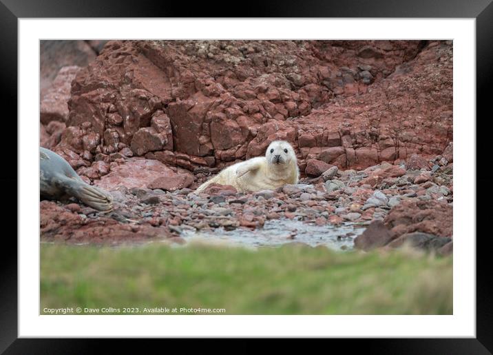 Grey Seal pup on the rocky beach at St Abbs Head, Scotland, UK Framed Mounted Print by Dave Collins