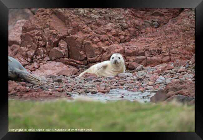 Grey Seal pup on the rocky beach at St Abbs Head, Scotland, UK Framed Print by Dave Collins