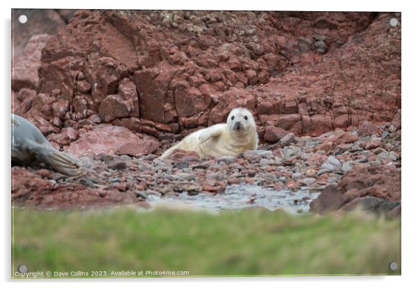 Grey Seal pup on the rocky beach at St Abbs Head, Scotland, UK Acrylic by Dave Collins