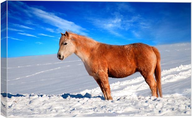 Fiery-Red Equine in Winter Wonderland Canvas Print by Stuart Jack