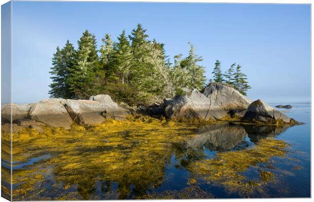 rockweed along the Atlantic coast Canvas Print by Dave Reede