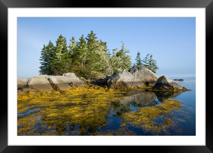 rockweed along the Atlantic coast Framed Mounted Print by Dave Reede