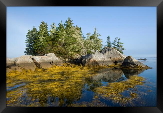 rockweed along the Atlantic coast Framed Print by Dave Reede