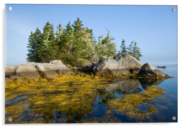 rockweed along the Atlantic coast Acrylic by Dave Reede