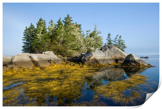 rockweed along the Atlantic coast Print by Dave Reede