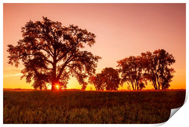 sunrise, cottonwood tree Print by Dave Reede