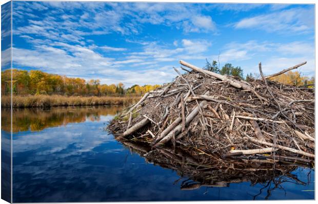 beaver lodge Canvas Print by Dave Reede