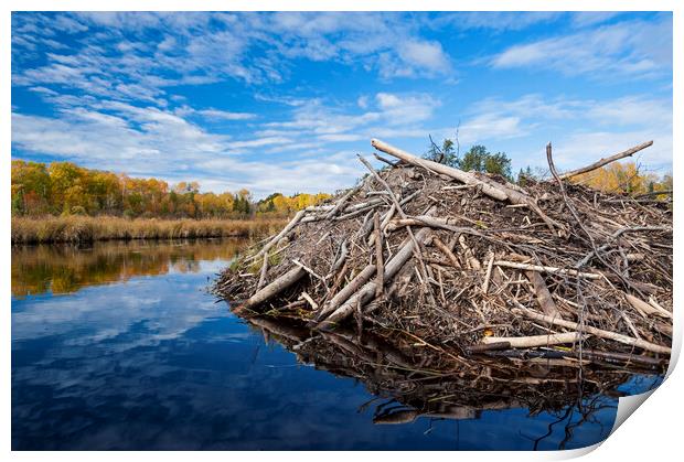beaver lodge Print by Dave Reede