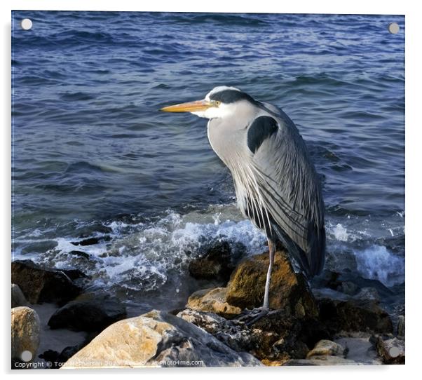 Grey Heron Acrylic by Tom McPherson