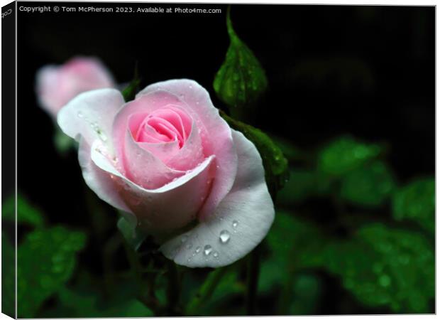Pink Rose Canvas Print by Tom McPherson