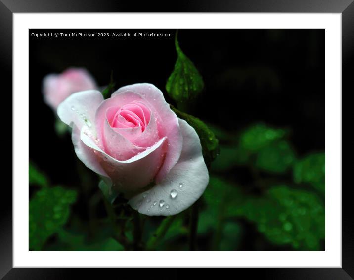 Pink Rose Framed Mounted Print by Tom McPherson