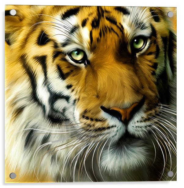 Sumatran Tiger Close Up Acrylic by Julie Hoddinott