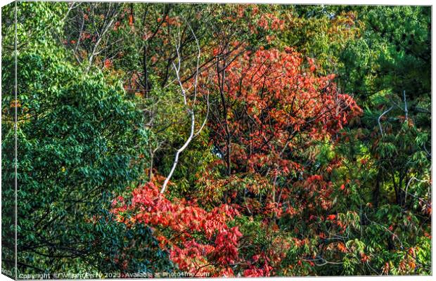 Red Fall Leaves White Birch Autumn Tomb Habikino Osaka Japan Canvas Print by William Perry