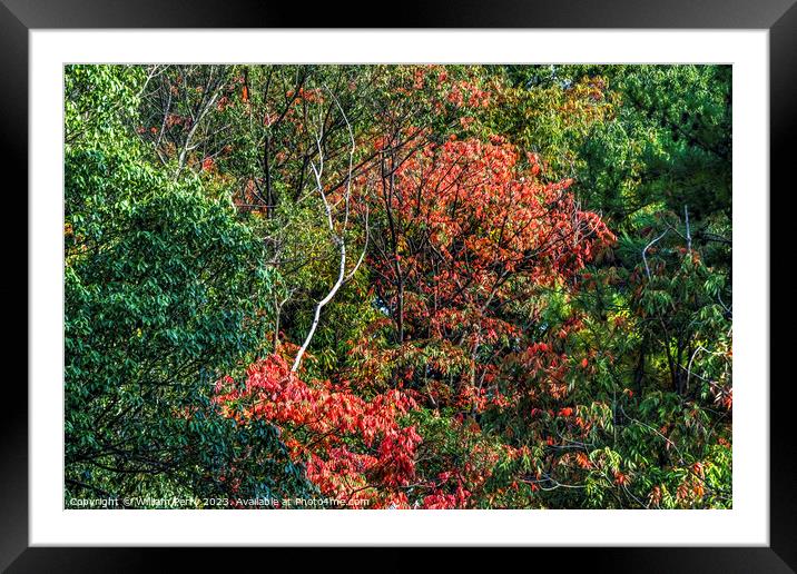 Red Fall Leaves White Birch Autumn Tomb Habikino Osaka Japan Framed Mounted Print by William Perry
