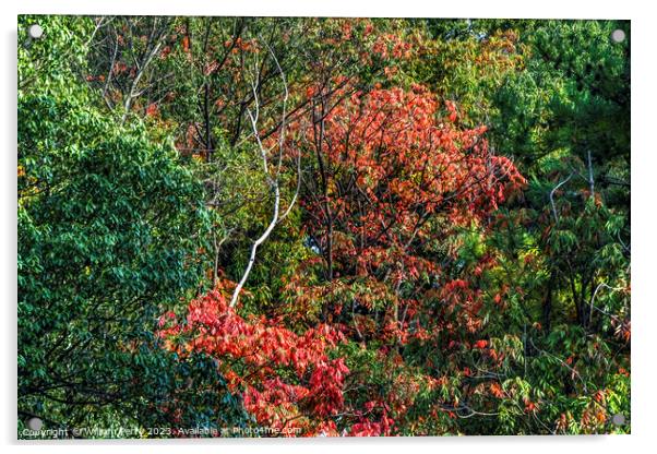 Red Fall Leaves White Birch Autumn Tomb Habikino Osaka Japan Acrylic by William Perry