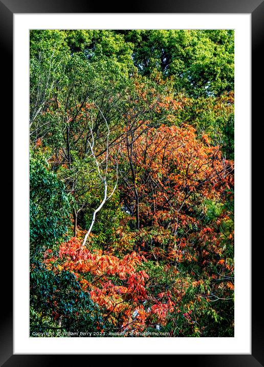 Red Fall Leaves White Birch Autumn Tomb Habikino Osaka Japan Framed Mounted Print by William Perry