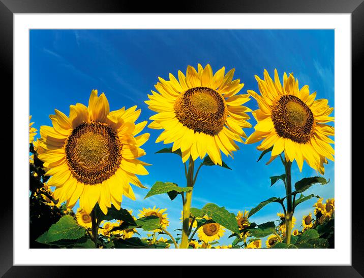 Sunflowers Framed Mounted Print by Dave Reede