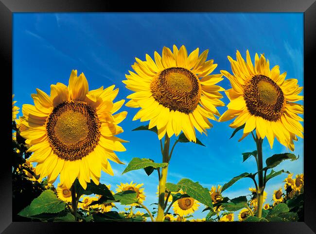 Sunflowers Framed Print by Dave Reede