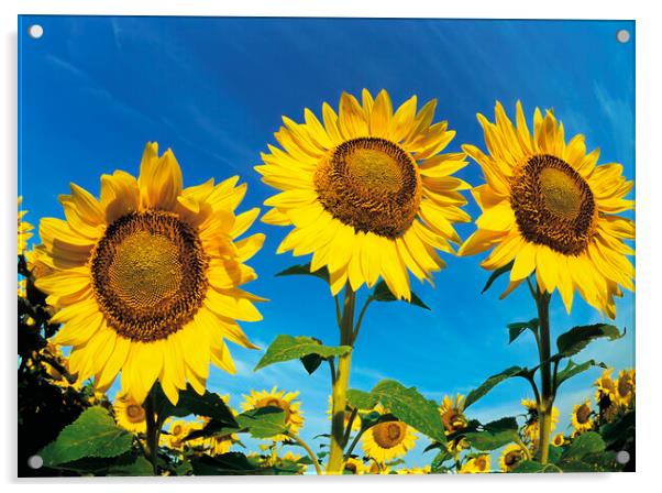 Sunflowers Acrylic by Dave Reede
