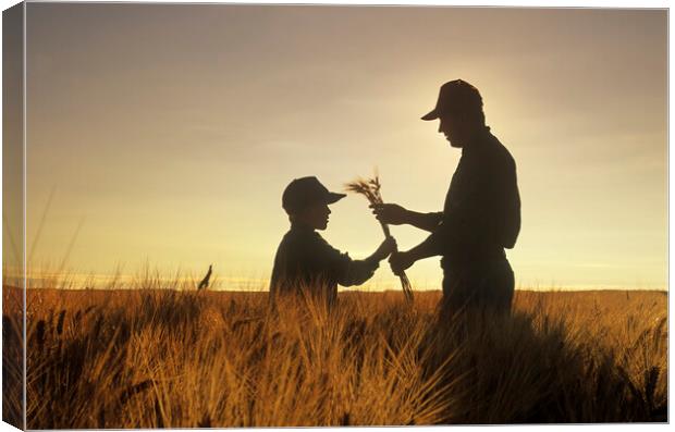 father and son examine maturing barley crop Canvas Print by Dave Reede