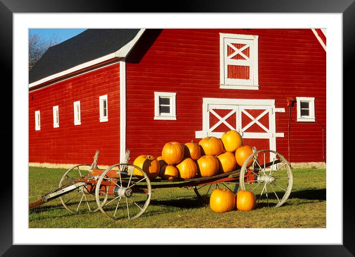 wagon with pumpkins next to red barn Framed Mounted Print by Dave Reede